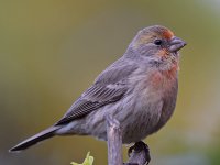 Finch3.jpg