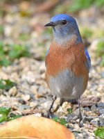 Bluebird8.jpg