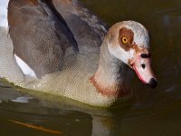 Goose2.jpg