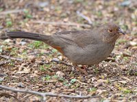 Towhee5.jpg