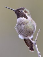Hummer6.jpg