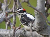 DowneyWoodpecker.jpg