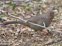 Towhee4.jpg