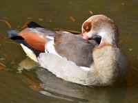 Goose5.jpg