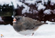 _DSC4683.jpg