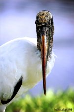 1-9-16 Crane   2.jpg