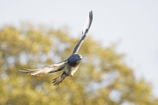 DSC_4246.jpg