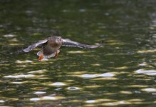DSC_4176.jpg