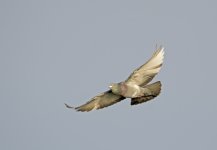 DSC_4218.jpg