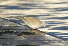 DSC_4256.jpg