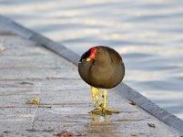 DSC_4168.jpg