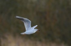 DSC_0764.jpg