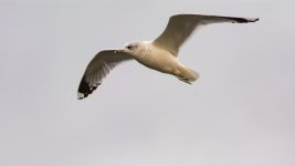 DSC_7752-Edit.jpg