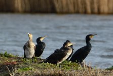 DSC_0668.jpg