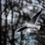 DSC_7909-Edit.jpg