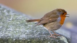 DSC_7819-Edit.jpg