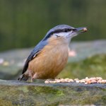 DSC_7824-Edit-2.jpg