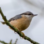 DSC_7893-Edit.jpg