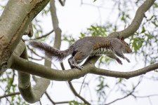 Squirrel (5).jpg