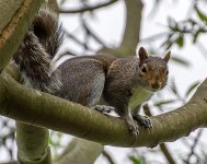 Squirrel (6).jpg