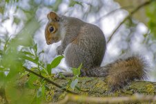 Squirrel (7).jpg
