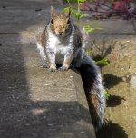 Squirrel (9).jpg