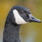 DSC_7832-Edit.jpg