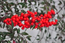 DSC_9768.jpg