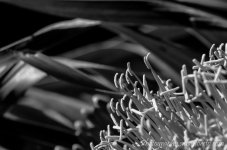 DSC_6152.jpg