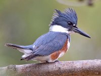 Kingfisher.jpg