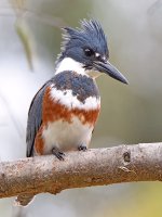 Kingfisher6.jpg