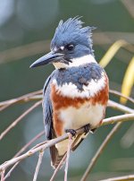 Kingfisher8.jpg