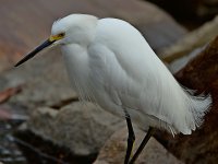 Egret3.jpg
