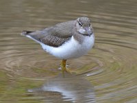Sandpiper2.jpg