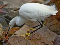 Egret2.jpg