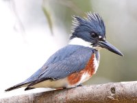Kingfisher10.jpg