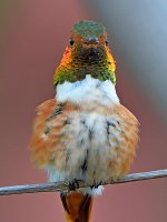 Hummer6.jpg