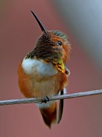 Hummer10.jpg