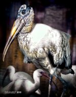 1-9-16 Crane   4.1.jpg