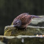 Dunnock or Hedge Sparrow 1.jpg