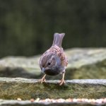Dunnock or Hedge Sparrow.jpg
