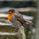 DSC_8042-Edit.jpg