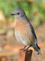 Bluebird4.jpg