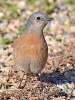 Bluebird3.jpg