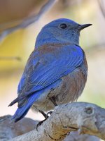 Bluebird.jpg