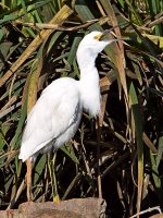 Egret2.jpg