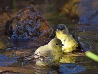 Goldfinch7.jpg