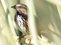Sparrow2.jpg