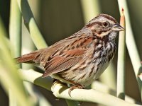 Sparrow4.jpg