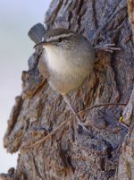 Wren4.jpg